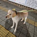 휘게 펫케어 이미지