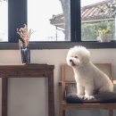 디와이인테리어