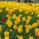 조선의갈비 이미지