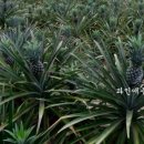 월미농장 이미지