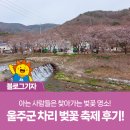 이철목장 | 아는 사람들은 찾아가는 벚꽃 명소! 울주군 차리 벚꽃 축제 후기!