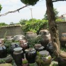 들꽃이 있는집 이미지