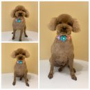 헤이뚜뚜 이미지