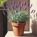 기분좋은허브이야기 이미지