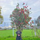 제주펫스쿨 이미지