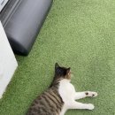 길냥이와 함께하는 이미지