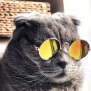 리버동물의료센터 이미지