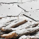 나무사이에 자연속으로 이미지