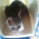 심재웅동물병원 이미지