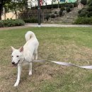 뽀삐애견 이미지