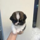 드림독 강아지분양 안심분양센터 잠실점 이미지