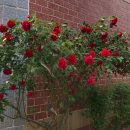 구자윤과자점 이미지