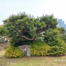 인천광역시 서구 드림파크 야생화단지 여행. 이미지