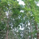 메타세콰이어 화장실 이미지