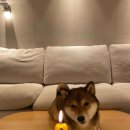 용산환승 공영주차장 앞 | 한시름 덜어낸 1월, 부가가치세 반환 신고/ 압구정 4233마음센터/ 용산 아이파크몰 팝업/ 그리고 두초생..💚