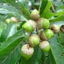 9월 27일 오늘의 탄생화 떡갈나무 이미지