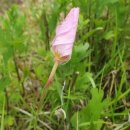 농원쌈밥 이미지