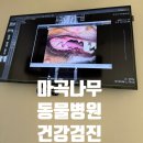 마곡나무 동물병원 이미지