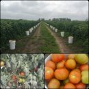 일수농장 이미지