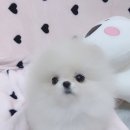 맹구와 땡칠이 이미지