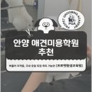 프로펫 애견 미용실 | 안양 애견미용학원 추천많고 후기 많은 학원 찾기!