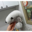 댄디애견 이미지