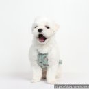 코니사진관 이미지