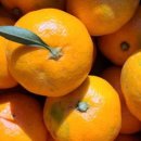 금동농장 이미지