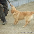 애견호텔 이미지