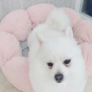 댕댕가르텐 강아지애견유치원호텔 이미지