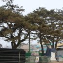 주천초등학교 Daum카페