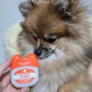 헬로펫 | 다이소제품으로 만난 헬로마이펫 견세린 피부보습 후기