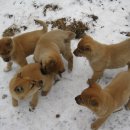 복실강아지 이미지