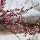 산이농원 Daum카페