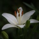 세동한의원 네이버블로그