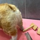펫앤조이 네이버블로그