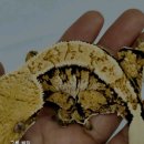 인터렙타일 이미지