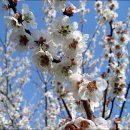 광양 매화꽃축제와 함께한 쫓비산 산행 이미지