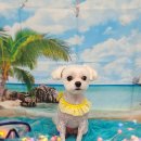 펫 살롱 파밀리에 이미지