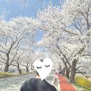 대릉원 | 2026년 경주 벚꽃 명소 추천, 주차 및 실시간 개화 후기(대릉원 돌담길, 김유신길)