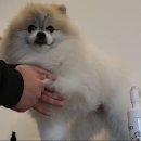 멍멍캐슬 이미지