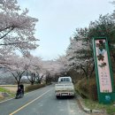 (충남 금산)보곡산골 산벚꽃축제 술레길 미리 가보기(24.4.11.목) 이미지