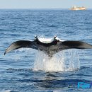 오리 날다 이미지