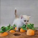 도그마루 강아지고양이 일산점 | [반려동물리뷰] 도그마루 강아지고양이 일산점, 일산강아지분양의 모든 것!