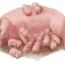 다돼지 - 부산진구 신천대로62번길 54 | 다돼지