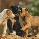 라파엘동물병원 이미지