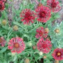 꽃들의이야기 이미지