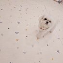 도그레스트 이미지