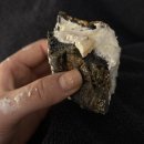 조천농장 | 주말 아베베 베이커리 제주 방문 및 맛 후기 | 금능사과크림빵, 순우유크림빵, 조천오메기품은단팥빵...