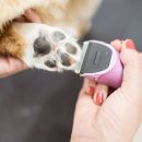 개털도사 이미지